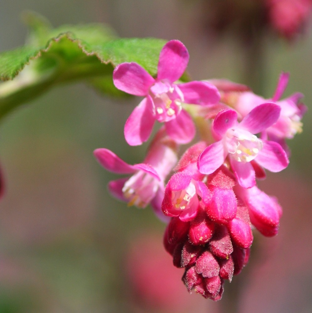 Blüten am Strauch