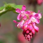 Blüten am Strauch