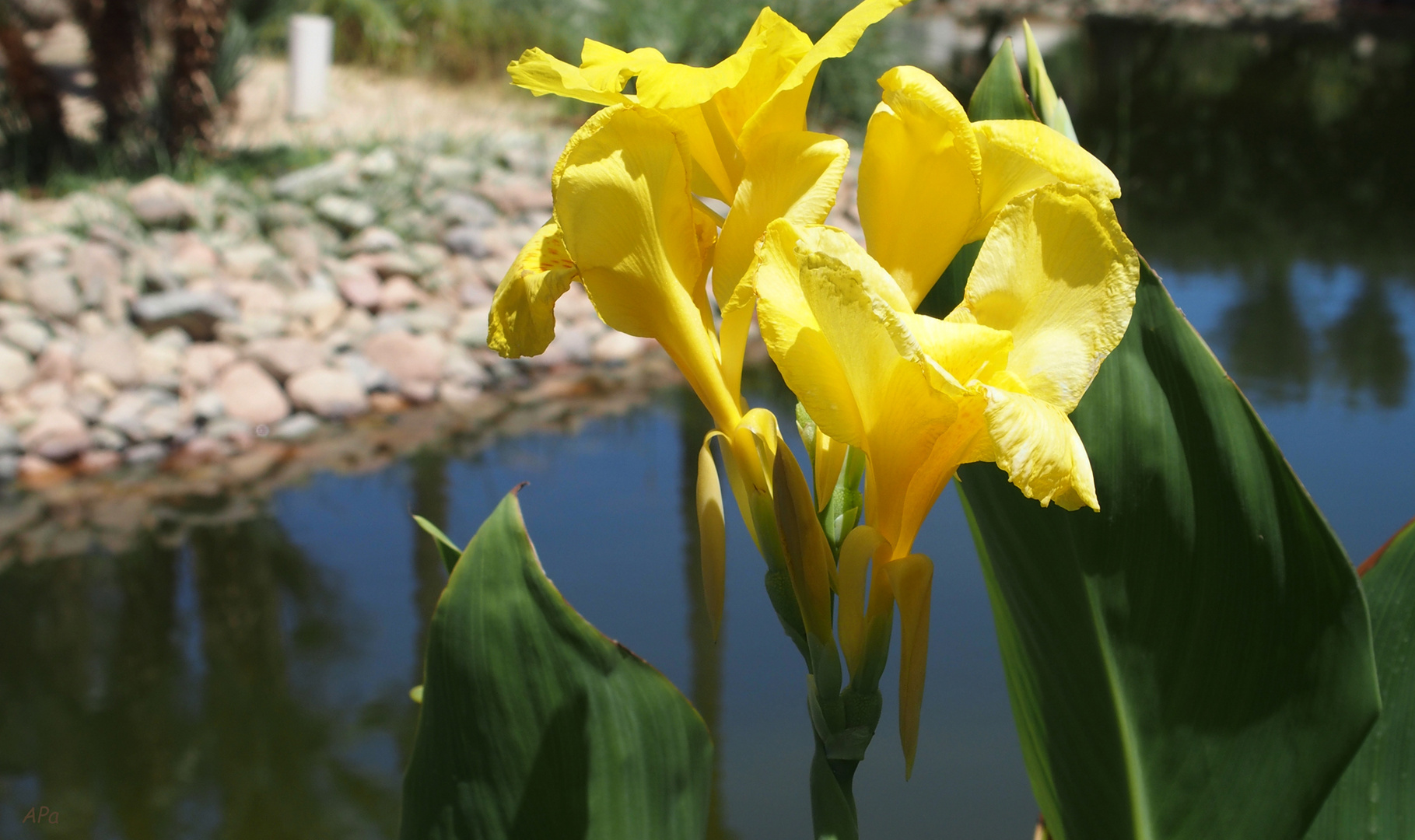 Blüten am Teich
