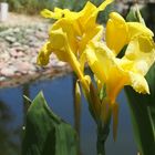 Blüten am Teich