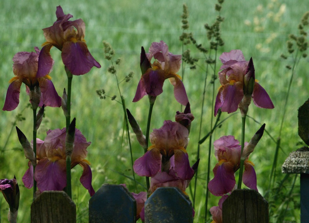 " blüten am teich "