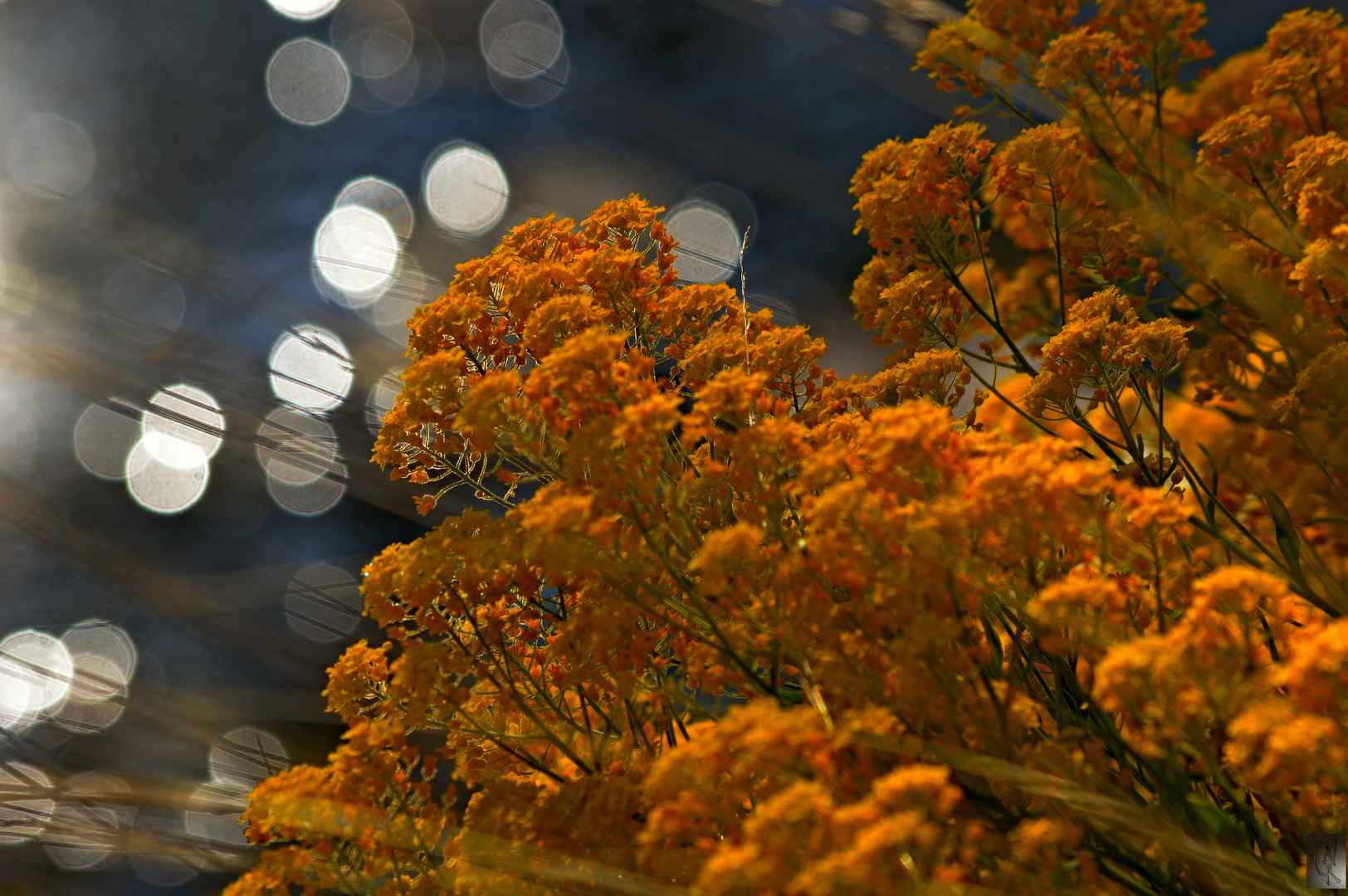 Blüten am Teichrand