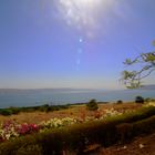 Blüten am Ufer des Sees Genezareth in Galiläa, Nord-Israel