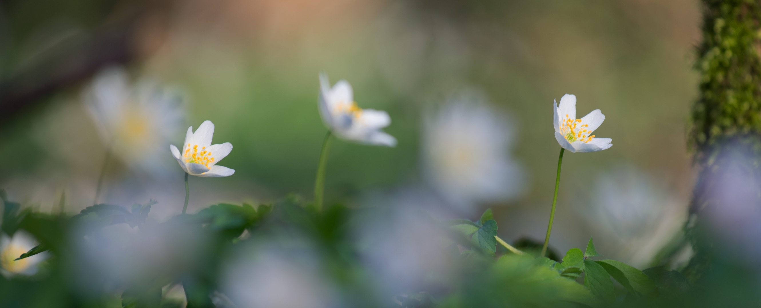 Blüten am Waldboden