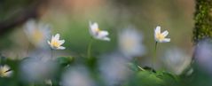 Blüten am Waldboden