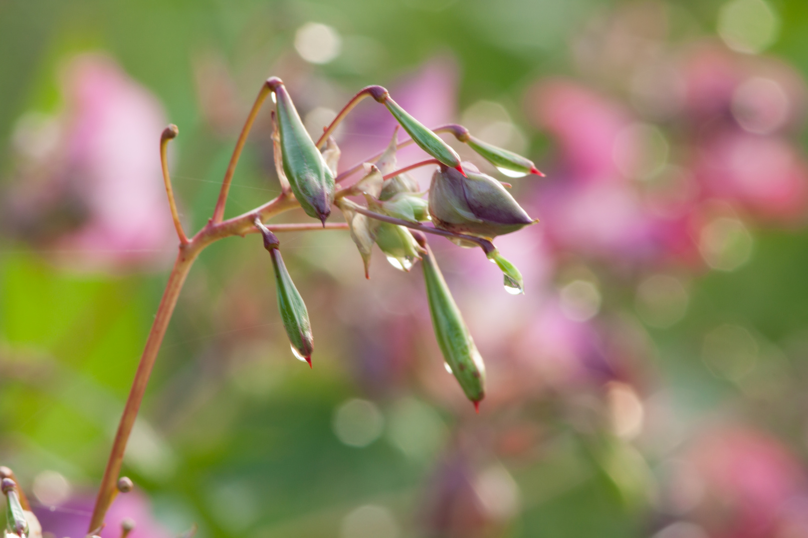 Blüten am Wasser 3