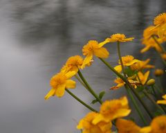 Blüten am Wasser