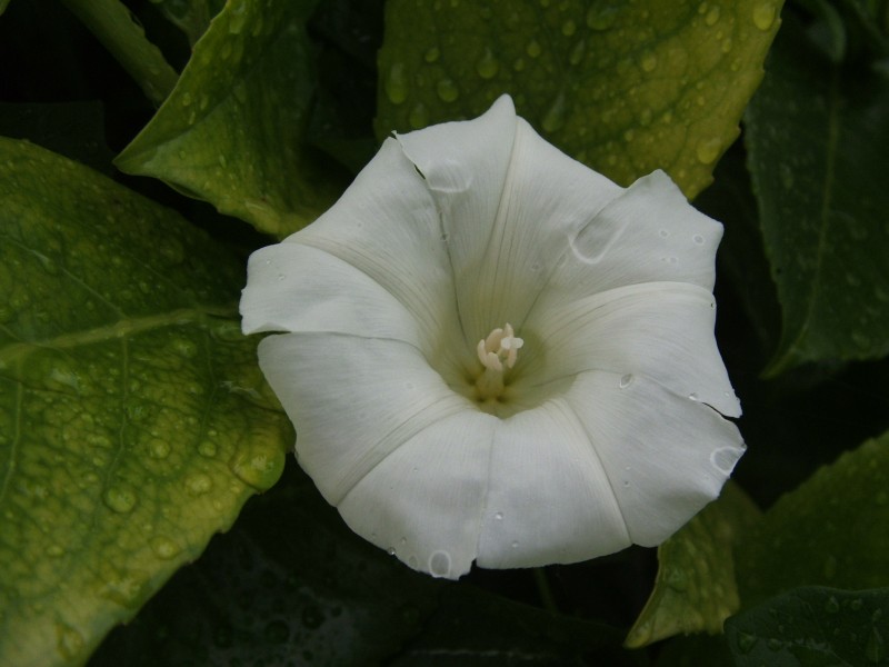 Blüten am Wegerand