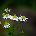 Blüten am Wegesrand,...