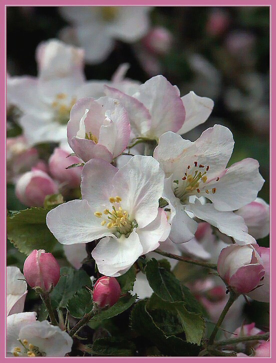 Blüten am Wegesrand