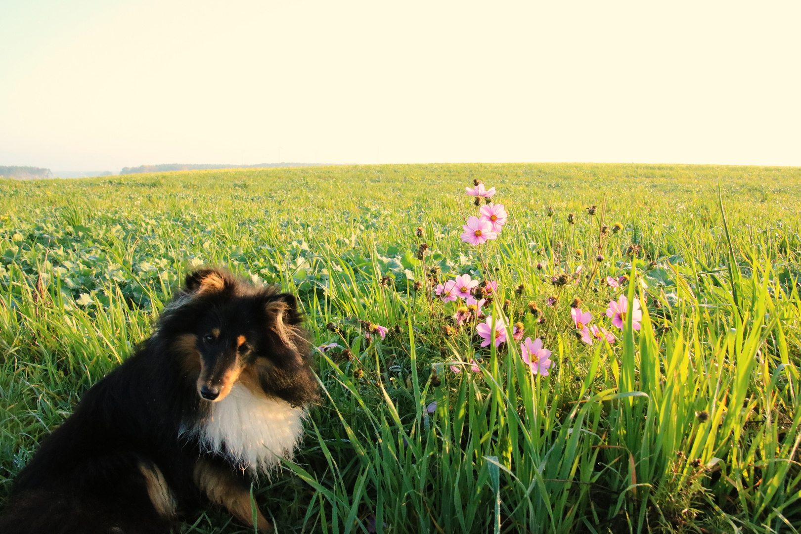 Blüten am Wegesrand Foto & Bild tiere, haustiere, landschaft Bilder
