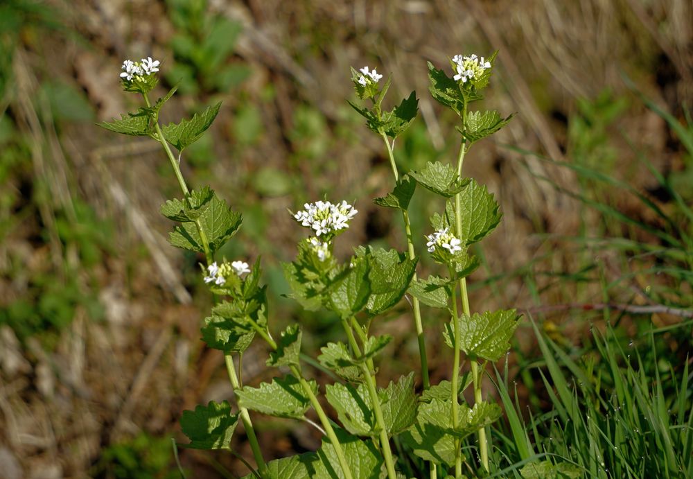 Blüten am Wegesrand