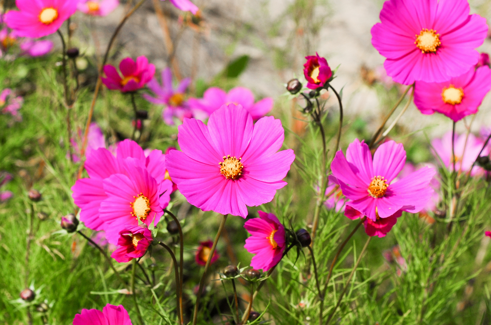 Blüten am Wegesrand