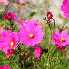 Blüten am Wegesrand