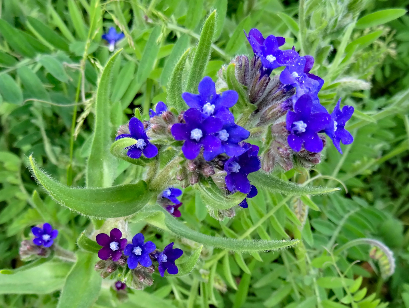 Blüten am Wegesrand