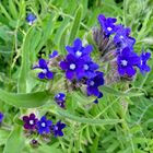 Blüten am Wegesrand