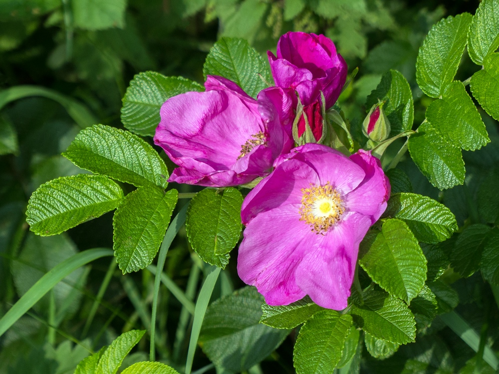 Blüten am Wegesrand