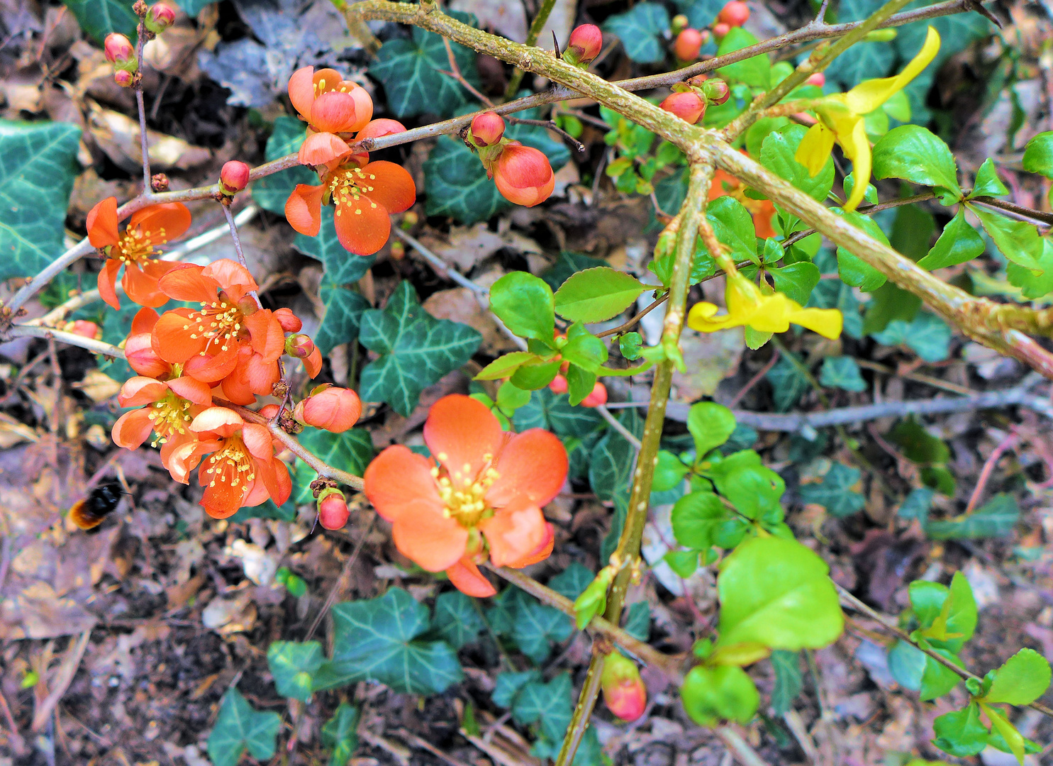 Blüten am Wegesrand