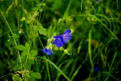 Blüten am Wegesrand