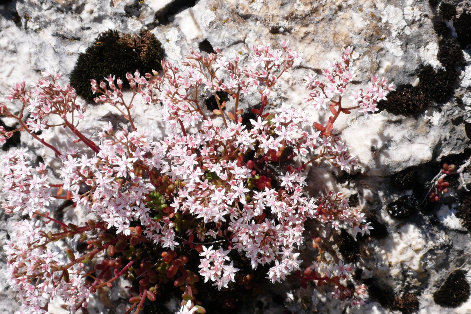 Blüten am Wegesrand zwischen Campo Imperatore und Castel del Monte