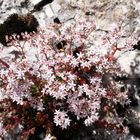 Blüten am Wegesrand zwischen Campo Imperatore und Castel del Monte