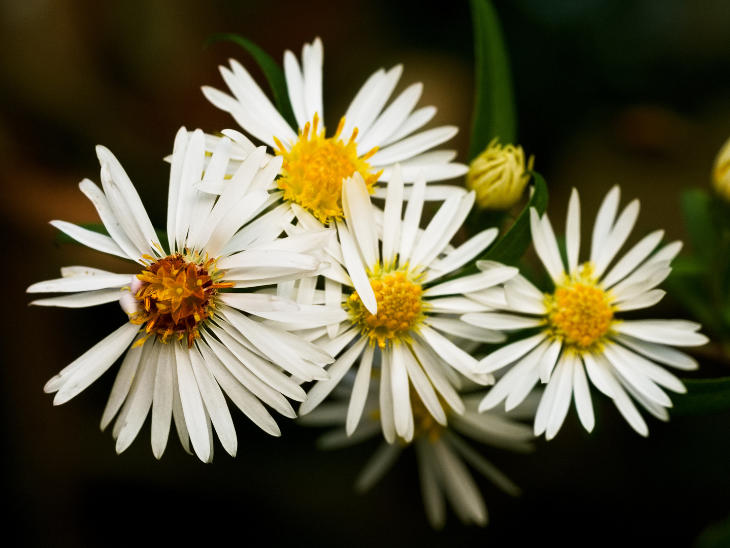 Blüten am Wegrand