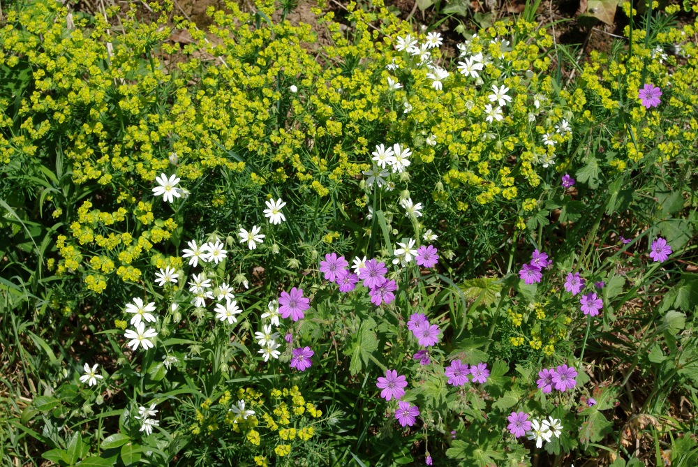 Blüten am Wegrand