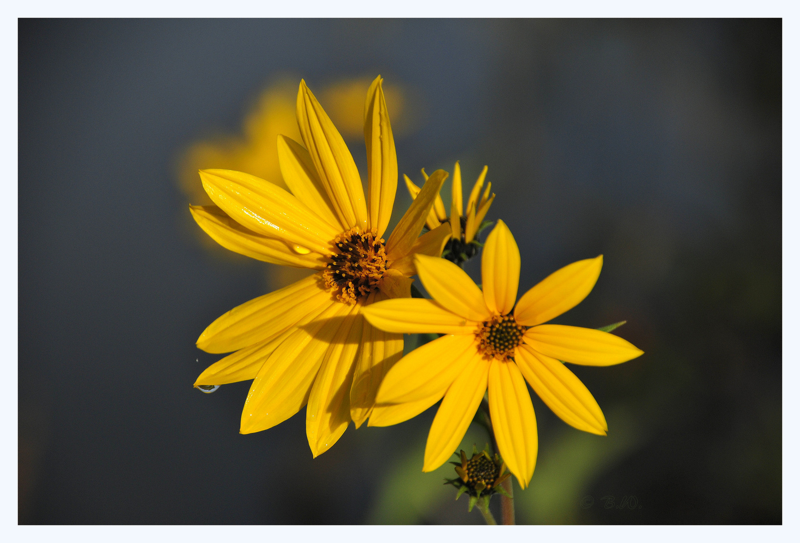 Blüten am Weiher