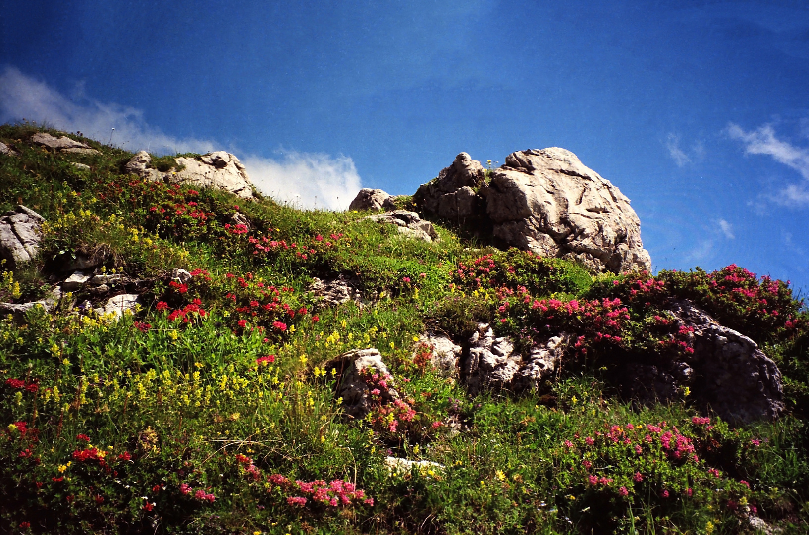 Blüten an Berghängen