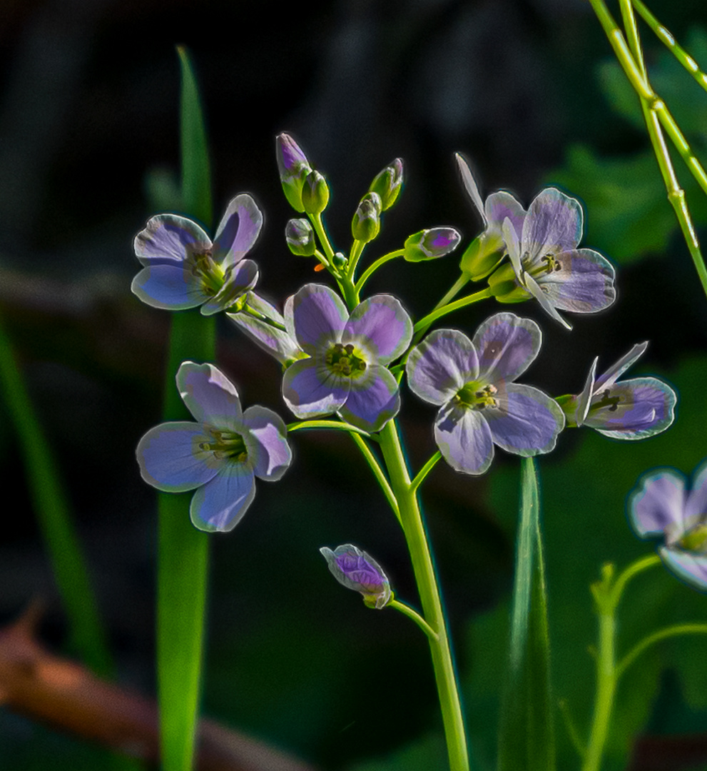 Blüten an der Frühlingswiese