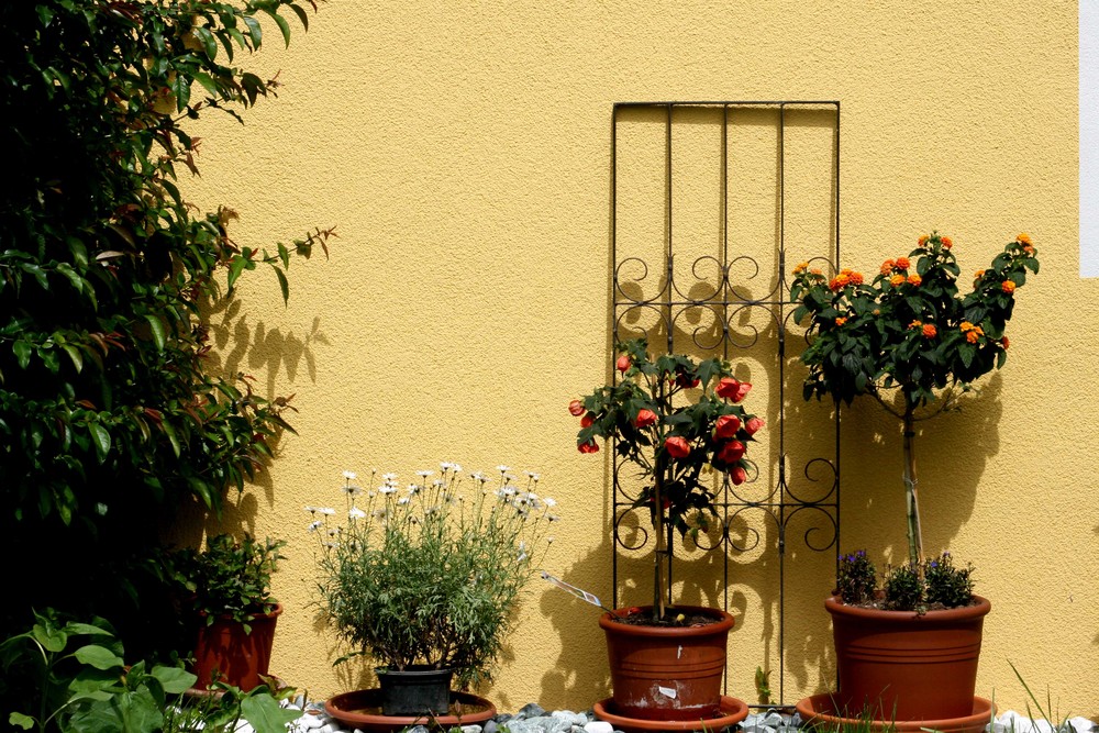 " blüten an der garage "