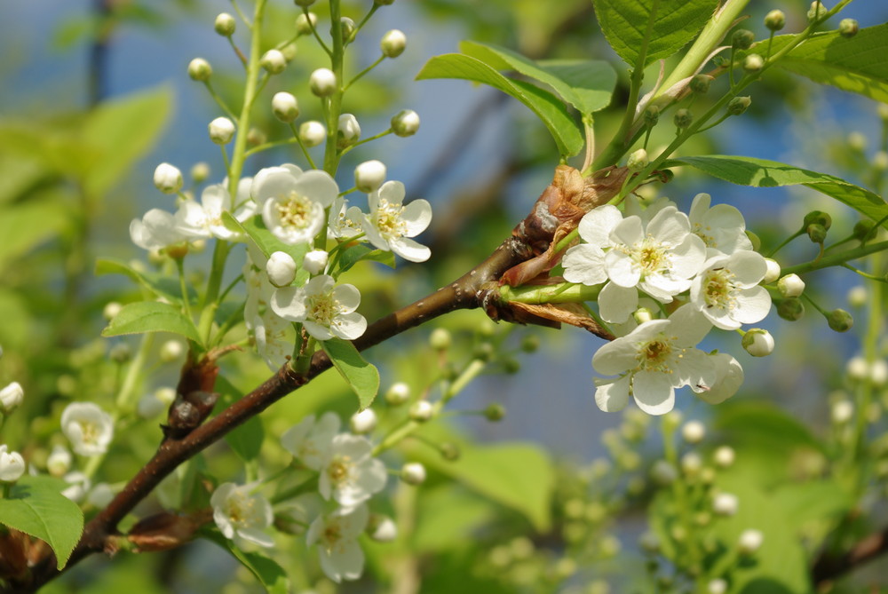 Blüten an der Startbahn