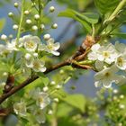 Blüten an der Startbahn