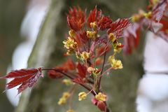 Blüten an einem Ahornbaum