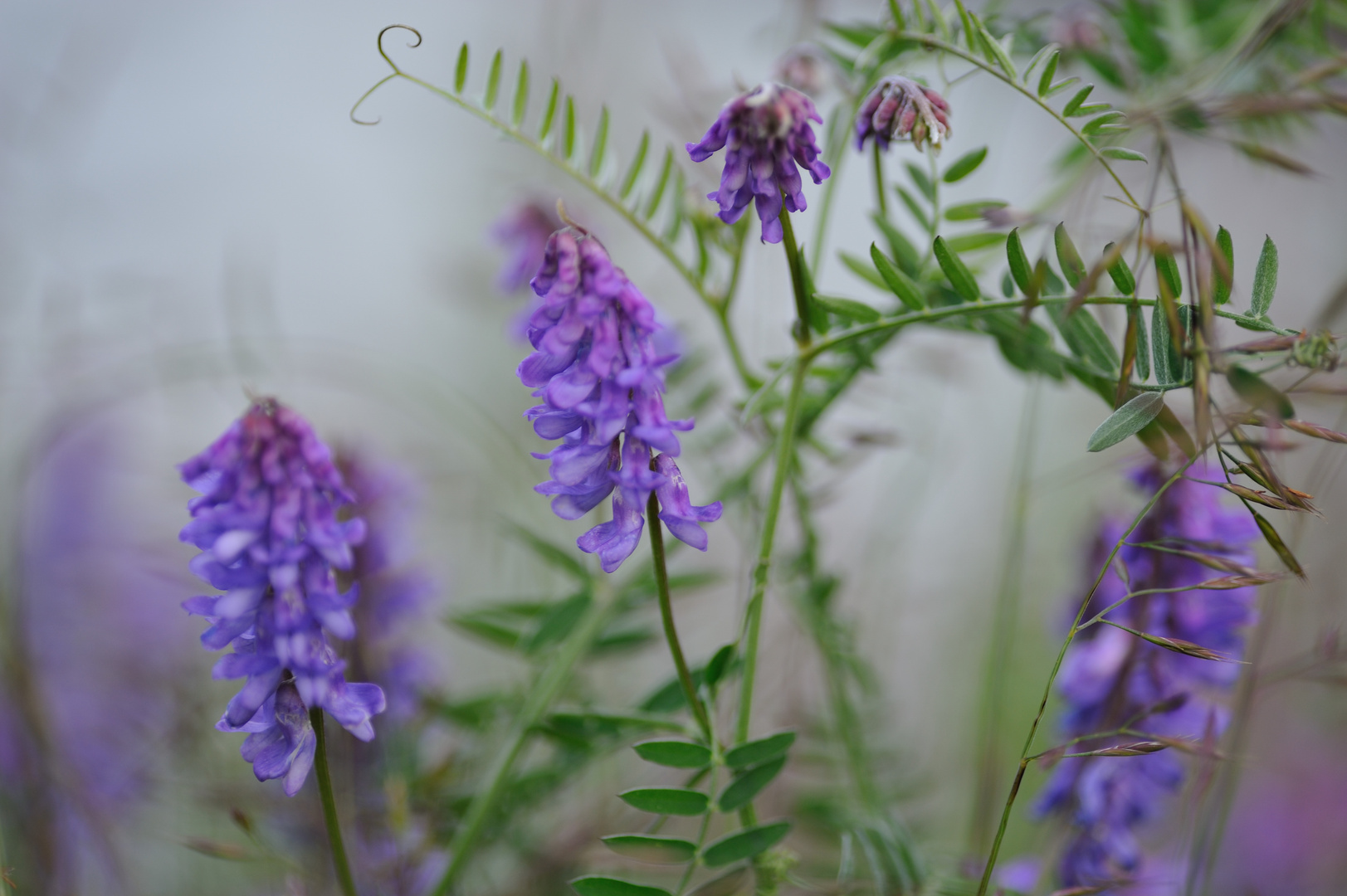 Blüten an einem Bachlauf in Österreich