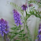 Blüten an einem Bachlauf in Österreich