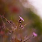 Blüten an einer Burgmauer