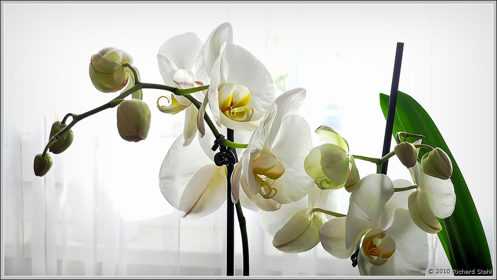 Blüten an meinem Fenster