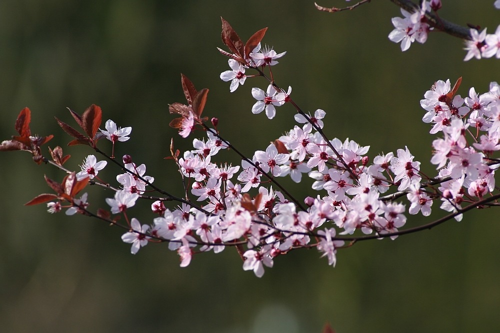 Blüten an Ostern