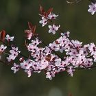 Blüten an Ostern