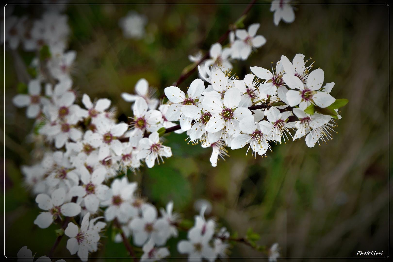 Blüten Asyl (I)