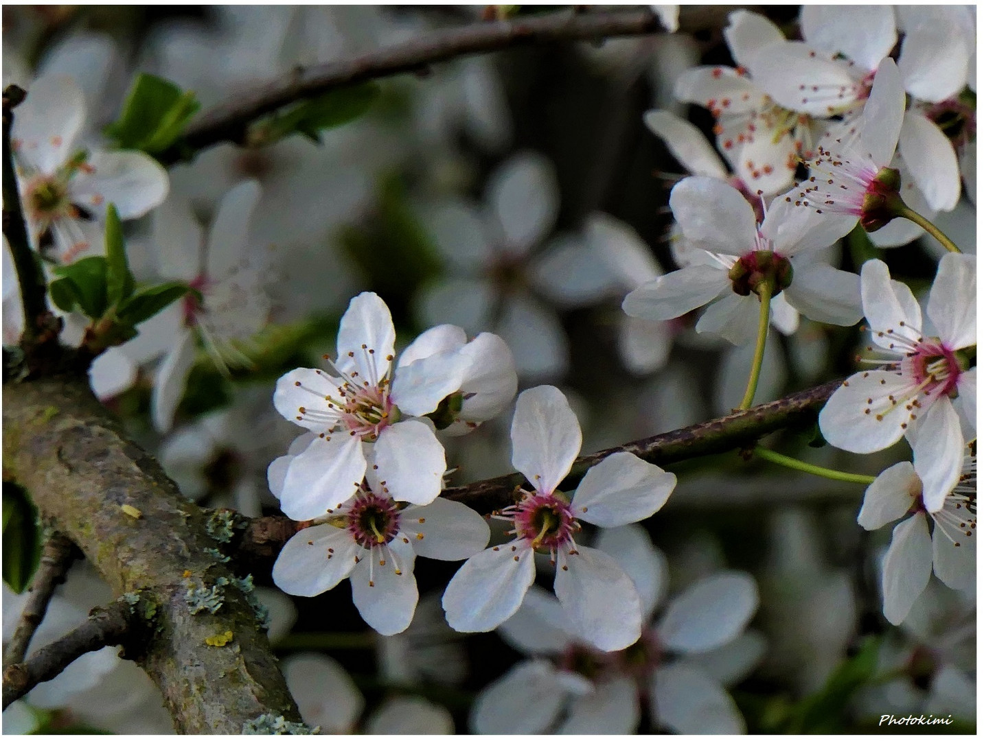 Blüten Asyl (II)