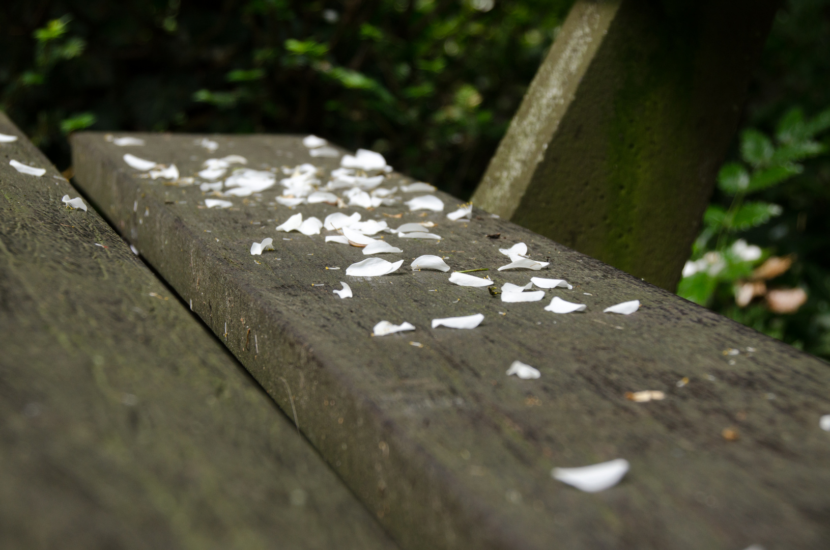 Blüten auf Bank