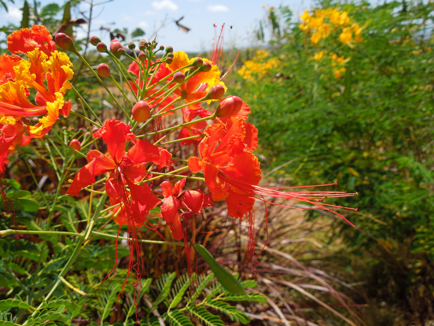 Blüten auf Barbados