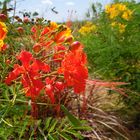 Blüten auf Barbados