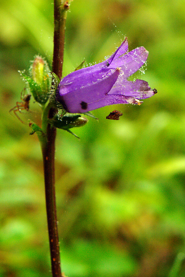 Blüten auf dem Heimweg 2