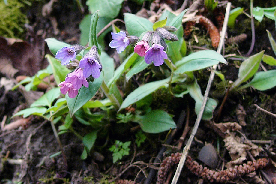 Blüten auf dem Heimweg 3