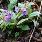 Blüten auf dem Heimweg 3