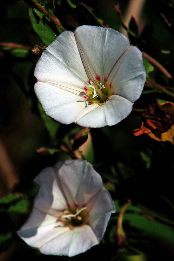 Blüten auf dem Heimweg...