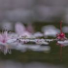 Blüten auf dem Teich _ 2